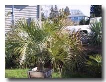 Butia0059IMG