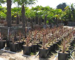 RedDracaenas